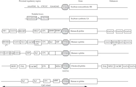 Fig. 5. Summary of protein-binding sites in globin gene promoters from plants and mammals
