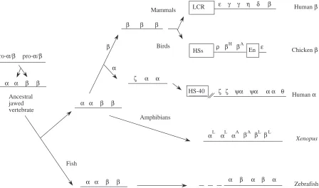 Fig. 6. Evolution of globin gene clusters in vertebrates. Each Greek letter represents a globin gene