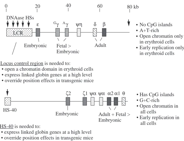 Fig. 8. Summary of protein-bindingsites in enhancers and distal controlLCR, highly conserved segmentsfor which no protein has beenelements of vertebrate globin genes.Boxes of distinctive shading arelabeled with the proteins or classesof proteins that bind 