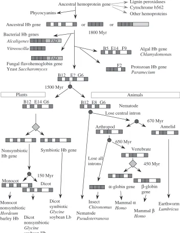 Fig. 3. Schematic overview ofhemoglobin gene evolution from bacteriato man. Globin-coding exons and genesare shown as dark-ﬁlled boxes, portions ofgenes encoding a ﬂavin-binding domainare shown as gray boxes, and introns areshown as open boxes in genes