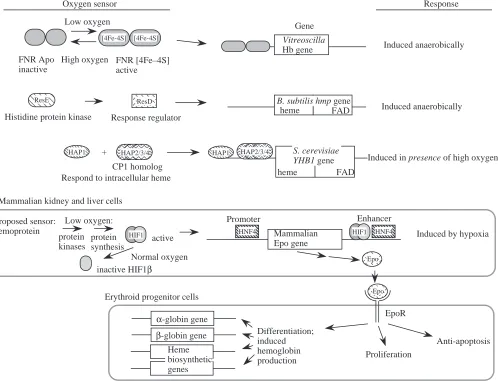 Fig. 4. Different types of oxygen sensors and their effects on regulation of hemoglobin genes in bacteria and mammals.