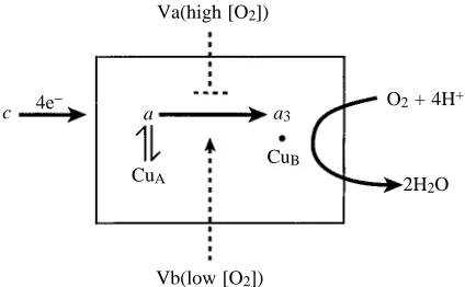 Fig. 8. Subunit V isoforms in yeast regulate cytochrome c activity. In the presence of air or high oxygen concentrations, yeastcells express the Va isoform; at low oxygen concentrations, theyexpress subunit Vb