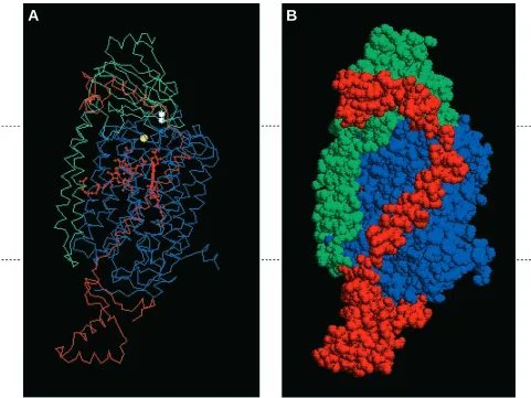 Fig. 5. Spatial relationships between subunits I, II and V of cytochrome c oxidase viewed within the plane of the inner mitochondrialmembrane