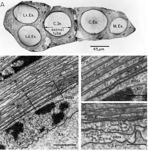 Fig. 1. Control (non-operated animal). Electron micrographs of transverse sections of a nerve (A) and sections of one axon (B,C,D) innervatingthe deep extensor abdominal muscles (DEAMs)