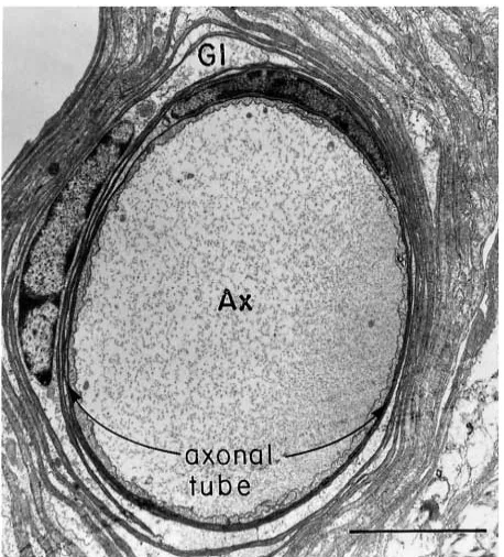 Fig. 2. Control ‘non-cut’ nerve. Electron micrograph of a transversesection of an axon (Ax)