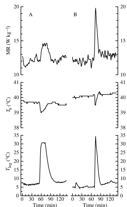 Table 1. Changes in deep-body temperature (∆Tb) and metabolic rate (∆MR) and the resultant total-body cold sensitivity (TBTS)during periods of cold-induced vasodilatation (CIVD) in pigeons