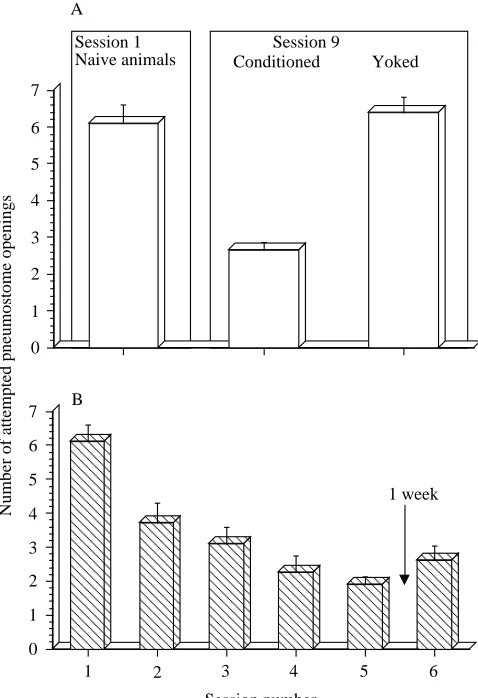 Fig. 3. The spaced training procedure (STP) results inassociative learning that persists for at least 4 weeks