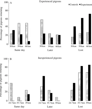 Fig. 3. Percentage of subjects returning on thesame day of the experiment, returning later orfailing to return from each site separately.Birds released twice are also included