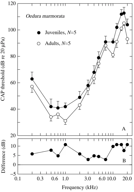 Fig. 8. (A) Compound action potential (CAP) audiogram for soundstimulation to the intact tympanic membrane in juvenile and adult O.marmorata