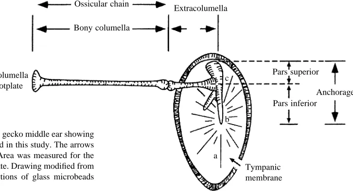 Fig. 1. (A) Schematic representation of the gecko middle ear showingthe speciﬁc anatomical structures measured in this study