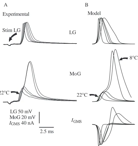Fig. 2A over the same temperature range if the maximal GMSconductance (Gmax, equation 1) was reduced from 6.67 to0.8 µS
