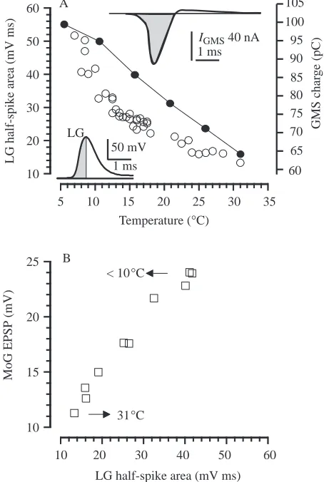 Fig. 5. The effect of temperature on charge transfer through the GMS.(A) Relationship between the area under the rising phase of therecorded LG spike (open circles, left ordinate) and temperature, andbetween the total charge driven through the model GMS by