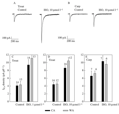 Fig. 9. Effects of isoprenaline(ISO) (1 and 10density of Imyocytes of trout and carp hearts.(A,B) Original tracings of peakIthe same for trout and carp beforeisoprenaline voltage step for carp myocyteswas from in trout ventricular myocytes.(E) Effects (mea