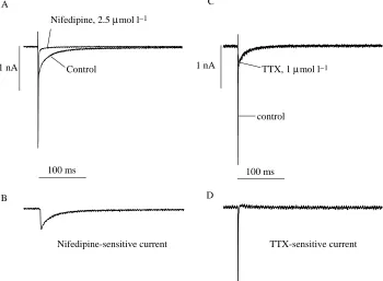 Fig. 1. Electron micrographs of enzymatically isolated ventricularmyocytes of rainbow trout heart