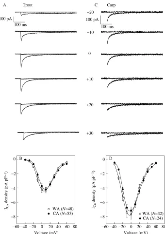 Fig. 3. Current–voltage relationships of thenifedipine-sensitive Capotential of 2+ current in trout (A,B)and crucian carp (C,D) ventricular myocytes.(A,B) Original current tracings of ICa at sixdifferent membrane potentials before and aftertreatment with n
