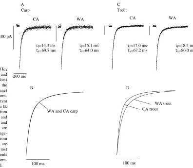Fig. 5. The rate of inactivation of ICaand double-exponential ﬁts of thecurrent decay (continuous line)foracclimated carp; the ﬁts of currentinactivation are superimposed in B.The voltage-clamp step was from−in ventricular myocytes of trout andcarp hearts
