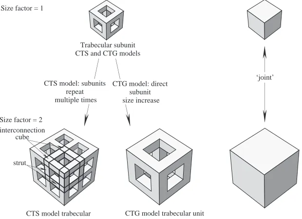 Fig. 1. Schematic geometry of the constant trabecularsize (CTS) and constant trabecular geometry (CTG)models