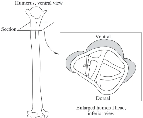 Fig. 2. Sample preparation technique for empirical scaling studies.Each humerus or femur was sectioned transversely just distal to thejoint region, then positioned to allow viewing of the interior of theepiphysis