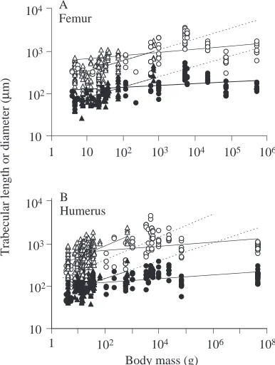 Fig. 5. Double-logarithmic plot of trabecular length or diameter withrespect to body mass for bats and non-volant mammals for the femur(A) and humerus (B)