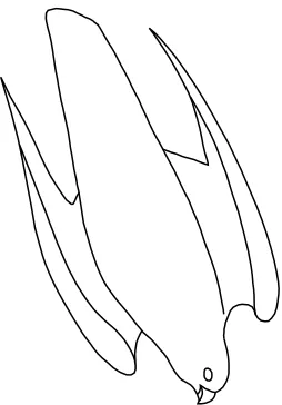 Fig. 1. The typical shape of a peregrine in a fast, steep dive.