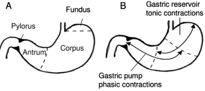 Figure 1. The stomach can be divided into three  anatomic (A) and two functional regions (B)