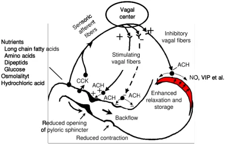Figure 14.  The feedback-regulation of gastric emptying is performed by entero-gastric reflexes and release of  intestinal hormones: 
