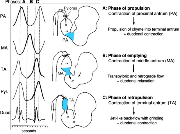 Figure 5. Liquids and small particles leave the stomach more rapidly than larger particles.