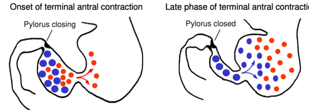 Figure 6. Grinding of solid particles is caused by a jet-like retropulsion through the small orifice of the terminal antral contraction