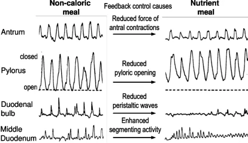 Figure 13 Gastrointestinal motor pattern after a non-caloric and a nutrient meal. Nutrients in the gut activate a feedback control and modulate gastric and duodenal motility.