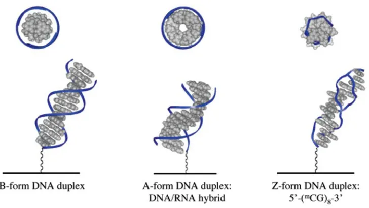 Figure 1.2. Illustration of A-, B-, and Z-form DNA duplexes tethered to electrode surfaces
