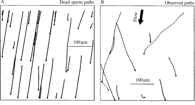Fig. 2. Sperm paths video-tapedduring a single 30 s time clip atvideo images captured at 0.033 sintervals
