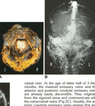 Fig 6. A 7 -month-old (225-mm A, (25-week) fetus crown-rump length). Photograph (view from above)