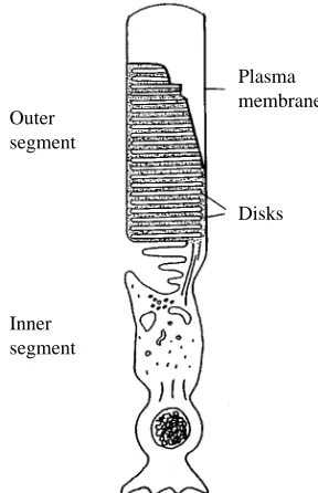 Table 2. Cholesterol and phospholipid headgroupcomposition of rod outer segment membranes