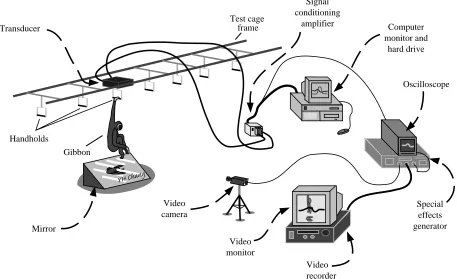 Fig. 3. The arrangement of the study equipment. Transducer data are ampliﬁed and stored on computer while video data are collectedsimultaneously