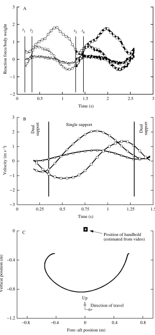 Fig. 6. Kinetic data for slow brachiation (at0.8msrelease of prior handhold; −1) along horizontally oriented handholds(i.e