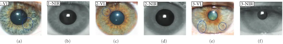 Figure 1: Three pairs of VL and NIR iris images from three diﬀerent subjects. The regions highlighted by the blue circles contain somepigment information that is not visible in the corresponding regions of the NIR images.