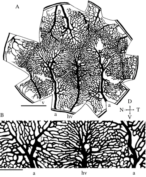 Fig. 6. (A) Camera lucida(B) details of the capillary bed across the central part of the naso-temporal axis