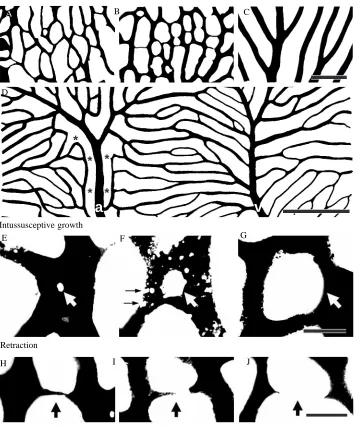 Fig. 4. (A-D) Camera lucida drawings ofthe capillary bed at stage 47 (A), stage 57(B) and in the 9cm frog (C)
