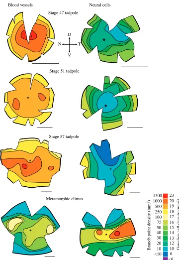 Fig. 5. Retinal whole-mounts fromstage 47 to metamorphic climaxand, for a whole-mounts fromanimals of equivalent age, isodensitymaps of the neural cell density in theretinal ganglion cell layer (rightpanel)