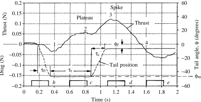 Fig. 4. Thrust/drag forces and tail angle, φtrace indicate the phases described in thetext