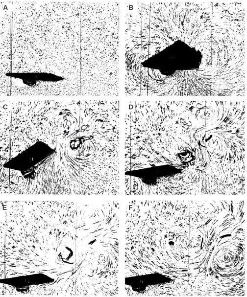 Fig. 7. Photographs showing the ﬂow ﬁeld around the simulated ﬁsh tail, visualized using aluminum ﬁlings