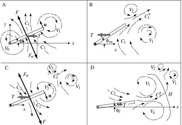 Fig. 8. Schematic diagram illustrating the ﬂowcontours of B–E on Fig. 7. currents of laminar ﬂow induced between vorticeswith opposite senses of rotation; the the tail; x and y are the referenceaxes; F is the force of the tail acting on the waterand Fw is the reaction force of the water acting onT is the thrust force along the x-axis; V0–V4refer to vortices produced sequentially by the tailmovements; C1 and C2 and C1* and C2* refer tou is the tail tipvelocity vector; φ is the tail angle with respect tox-axis; H indicates the boundary of the‘mushroom cloud’.