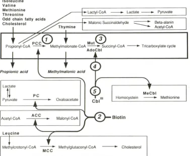 Fig 3. denote deficiencysynthSchematic presentation of the propionate and methylmalonate metabolism