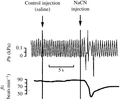 Fig. 5. Time course of changes in buccal pressure (PB) and gillventilation frequency (fG) during inspiration of water containing apulse of NaCN in an unanesthetized larval bullfrog (stage VI)