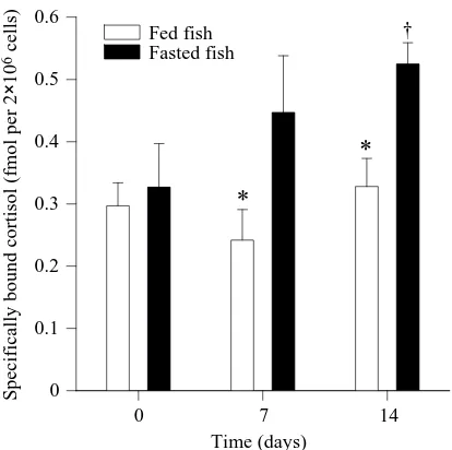 Fig. 7. The amount of speciﬁcally bound cortisol in erythrocytes ofrainbow trout maintained with a minimum of disturbance and eitherdenotes a signiﬁcant difference between treatments at the same timepoint, fed normally or fasted during experiment 3