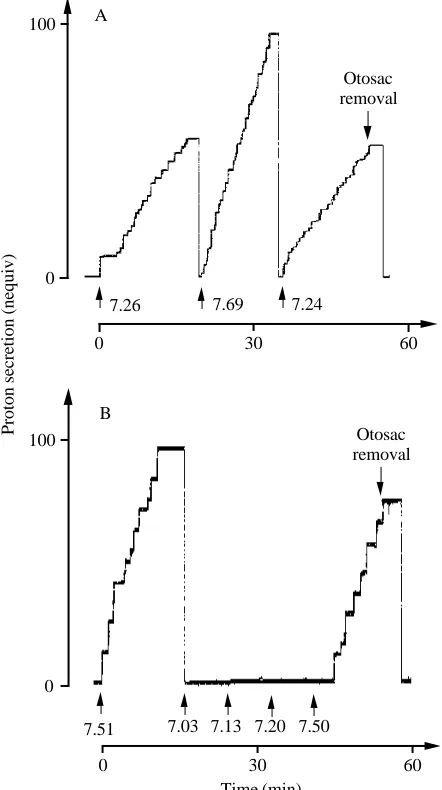 Fig. 1. Effect of the Ringer’s solution pH on proton secretion bysaccular experiments