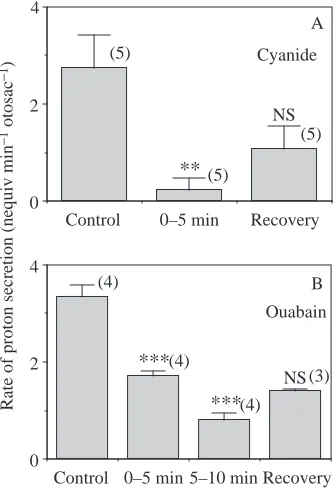 Table 2. Effect of amiloride and acetazolamide on protonsecretion by isolated saccules of trout