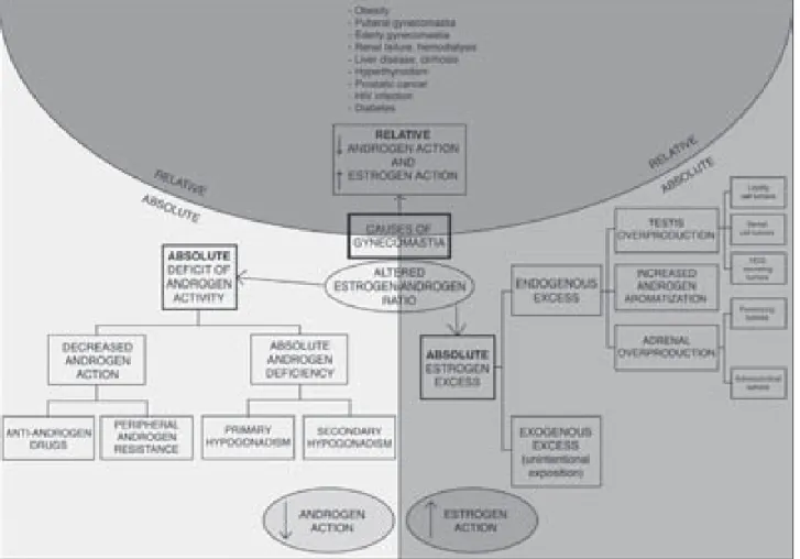 Figure 1. Schematic summary of the different pathogenetic processes leading to gynecomastia.