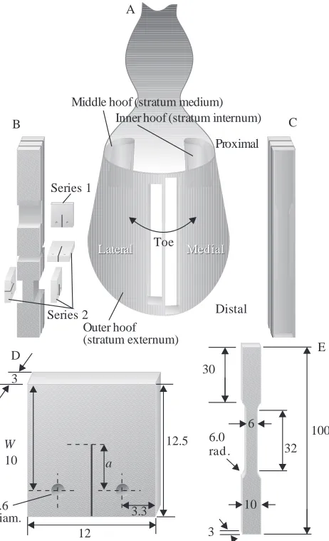 Fig. 1. (A) Front view of the equine hoof wall showing examplepositions from where columns of tissue were obtained
