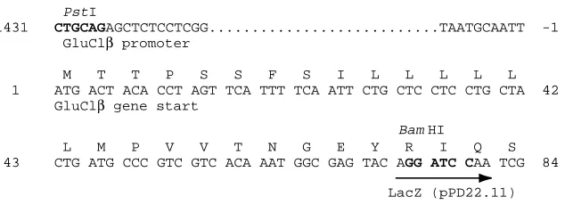 Fig. 1. Glu-Cl βreporter construct. The genomic DNA fragmentwas inserted into the pPD22.11 expression vectoron -gene promoter/pPD22.11 LacZPstI and BamHI sites (shown in bold type).Nucleotides are numbered beginning at the startmethionine of the Glu-Cl β-g